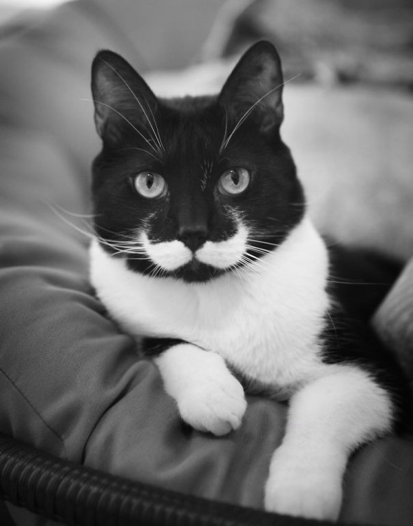 6 - Moustache Cat