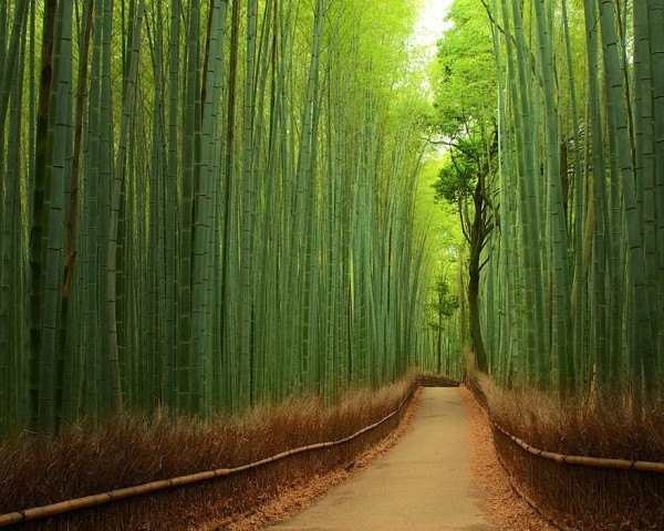 Japon - Forêt de bambous