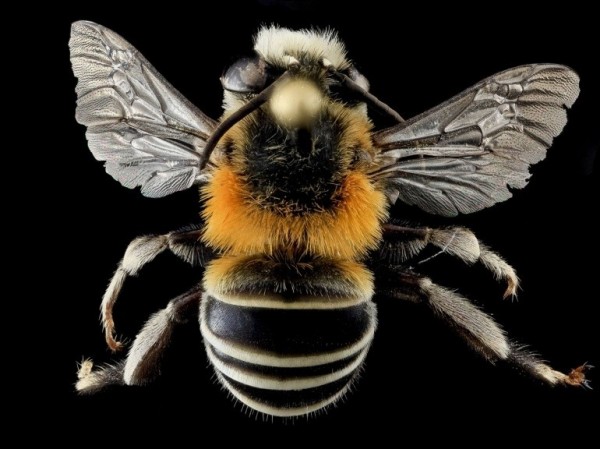Une abeille Anthophora