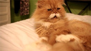 Clique pour animer le gif