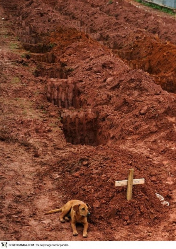 Rio de Janeiro 2011, un chien a coté de la tombe de son maitre