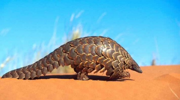 Le pangolin