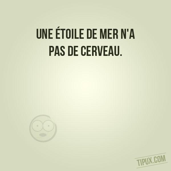 Une étoile de mer n'a pas de cerveau.