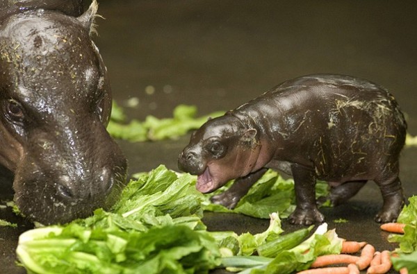 Bébé Hippopotame