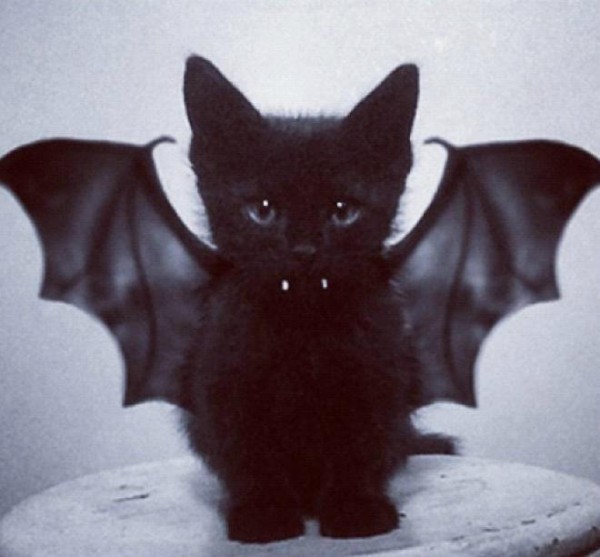 batcat