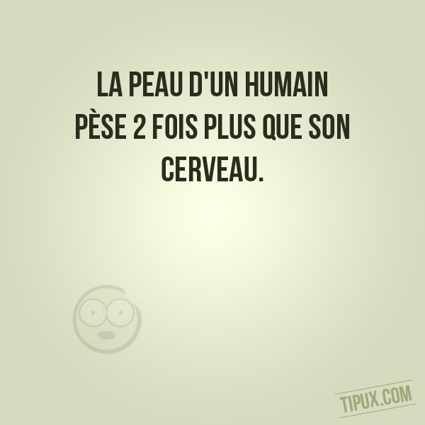 La peau d'un humain pèse 2 fois plus que son cerveau.