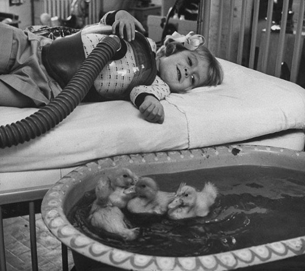 1956 : Les animaux font part des traitements médicaux