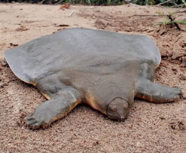 La tortue géante de Cantor