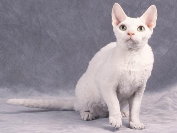 Devon Rex