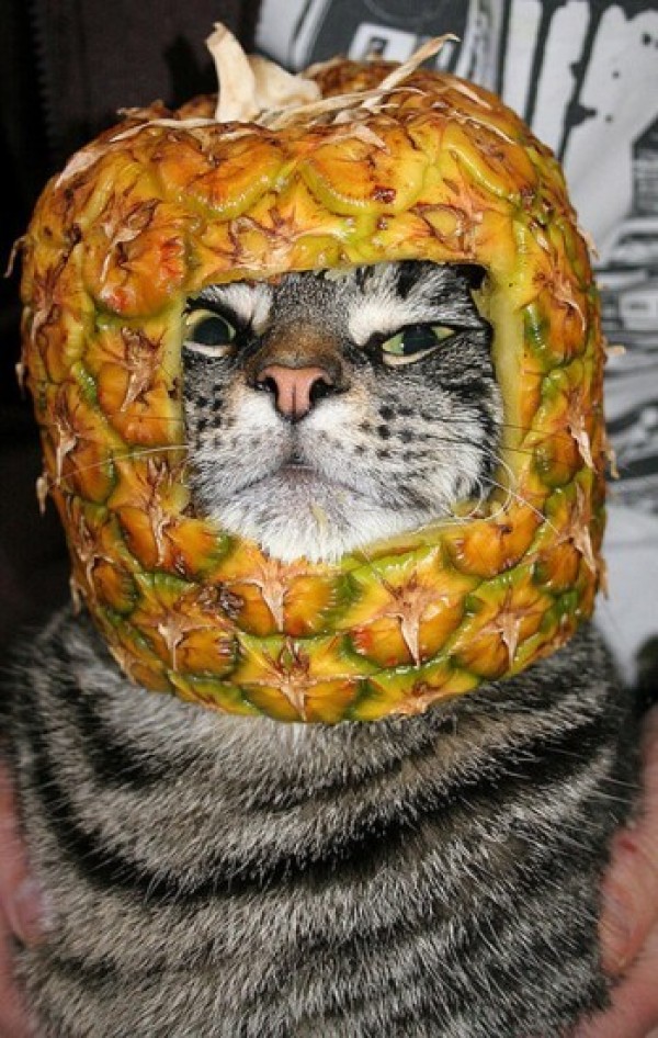 casque ananas