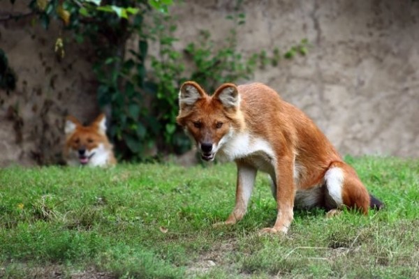 Le Dhole ou cuon d'Asie