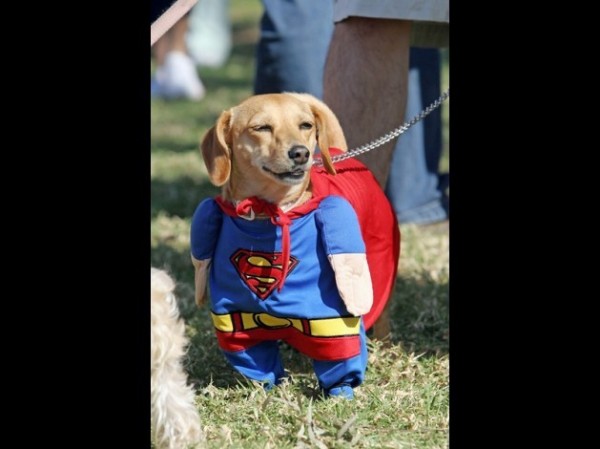 superdog