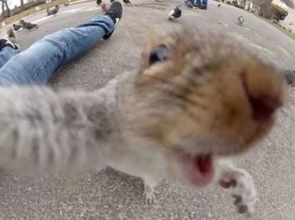 Selfie écureuil