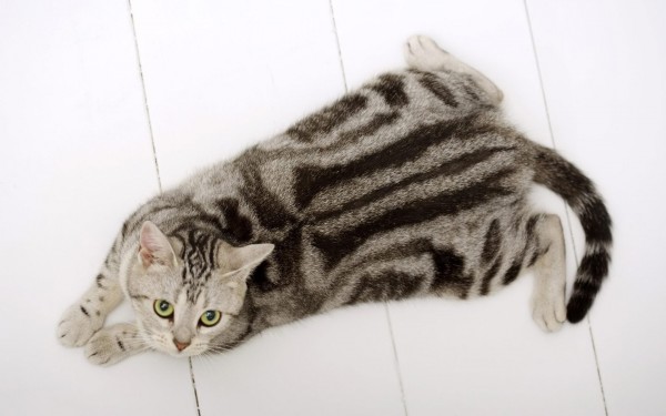 American Shorthair