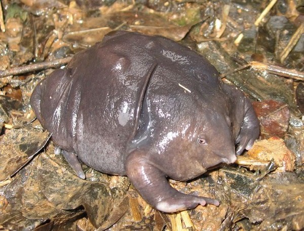 La grenouille violette