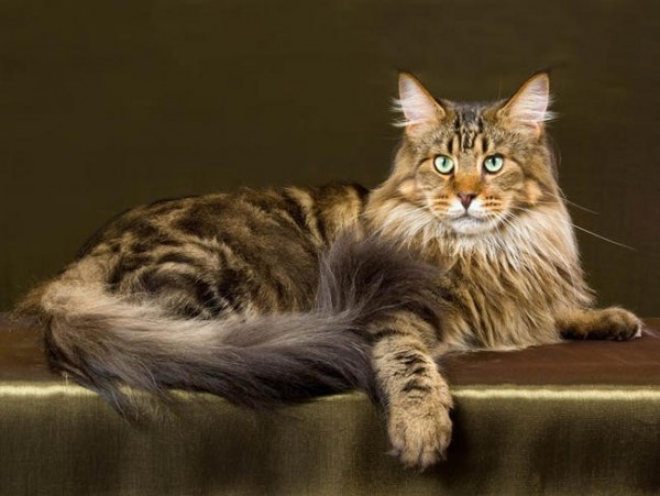 Maine Coon