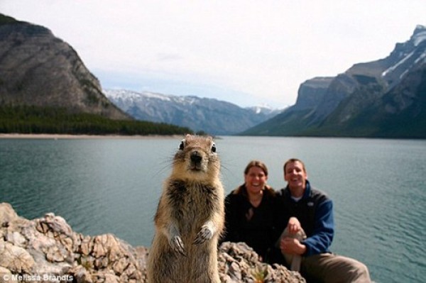 photobomb d'un écureuil 