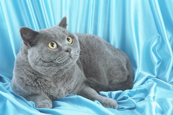 British Shorthair