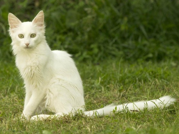 Angora Turc