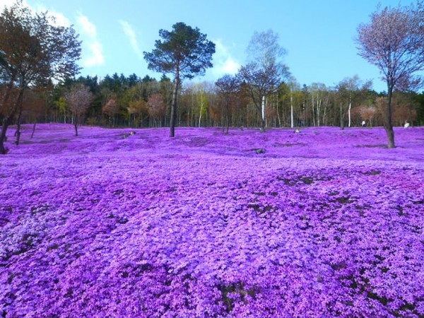 Japon - Parc Takinoue