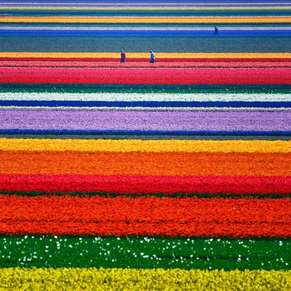 Hollande - Champs de Tulipes