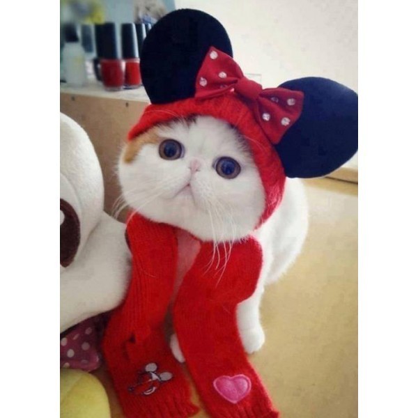 chaton minnie