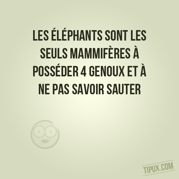 Les éléphants sont les seuls mammifères à posséder 4 genoux.