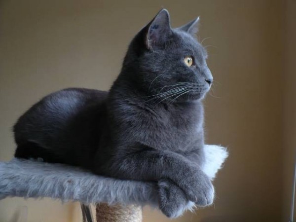 Chartreux