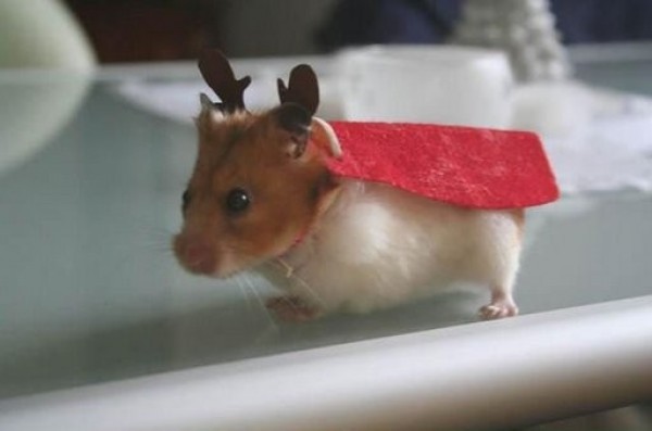 hamster renne du père noël