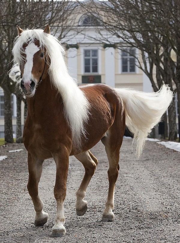 Le Haflinger