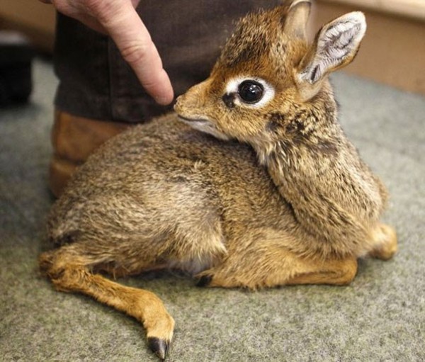 Bébé Antilope Naine (carrément)