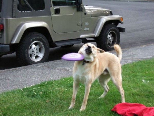 le frisbee c'est pas son truc