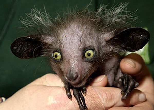 Le Aye-Aye