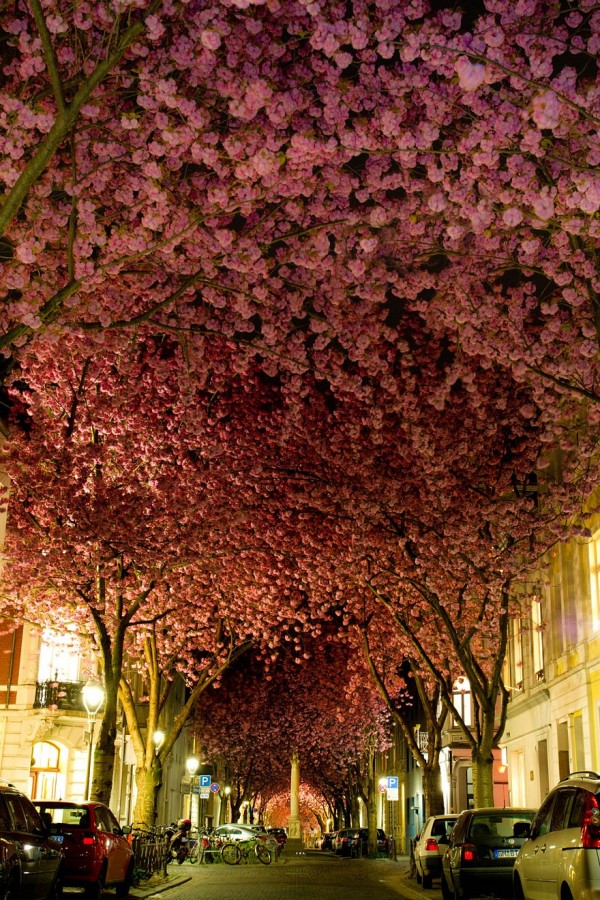 Allemagne - Une rue de Bonn