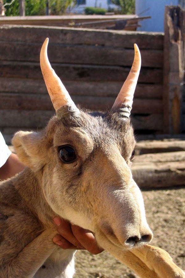 L'antilope Saiga