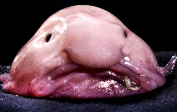 Le blobfish