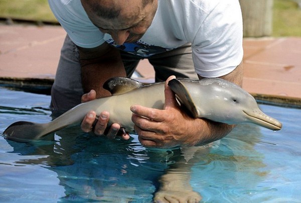 Bébé Dauphin