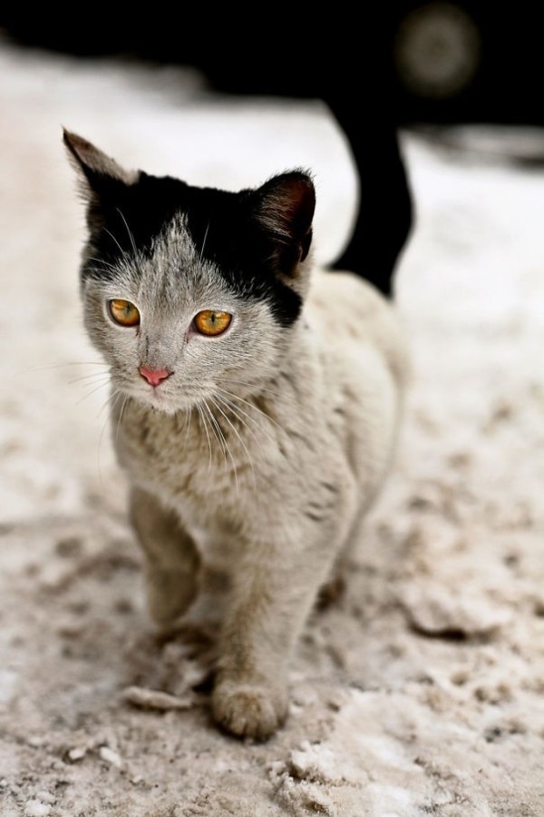 8 - Cat With Grandma-Hair