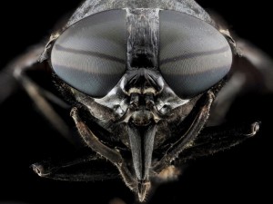 Voter pour Une mouche à cheval