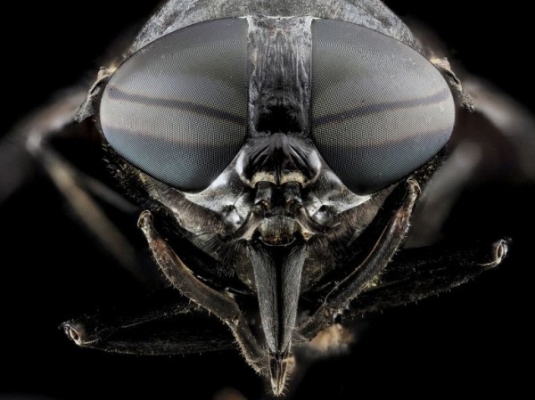 Une mouche à cheval