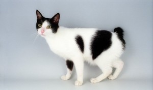 Voter pour Japanese Bobtail