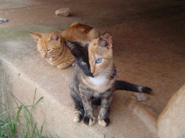 3 - Venus The Two-Faced Kitten