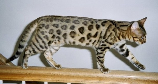 Bengal