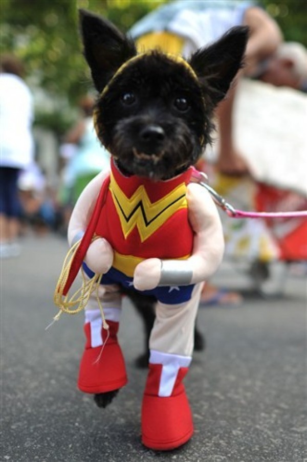 wonder dog