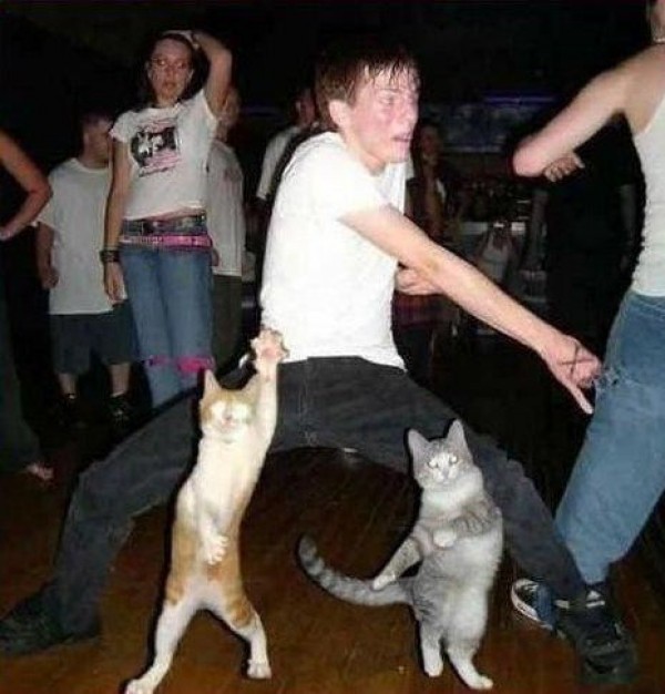 Cats party