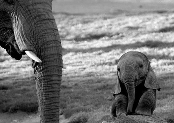 Bébé Elephant