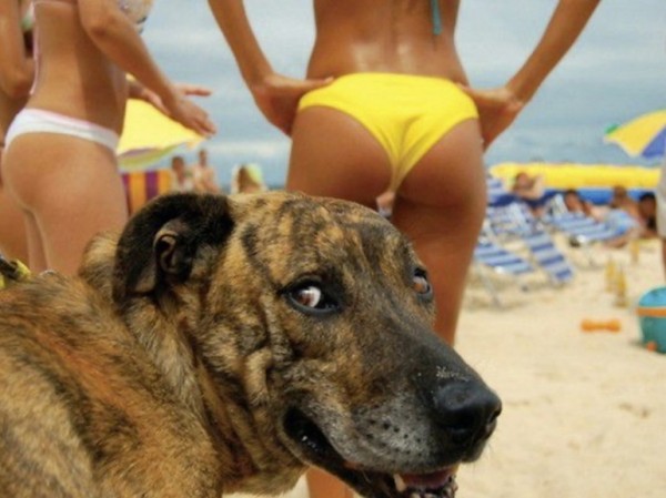 Un chien à la plage