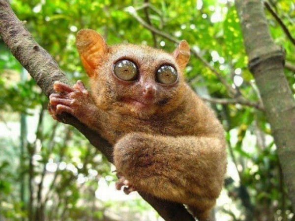 Le tarsier