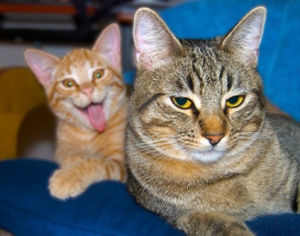 photobomb d'un chat farceur