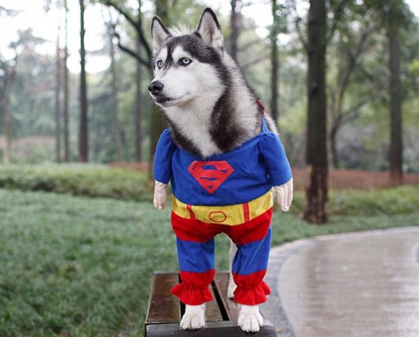 SuperChien
